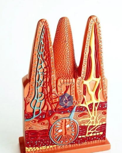 Human Intestinal Villus